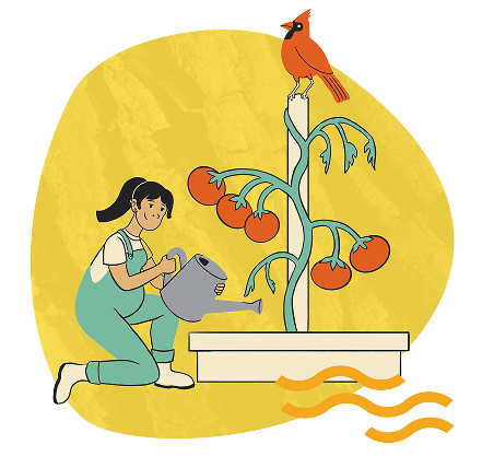 Femme arrosant un plant de tomates